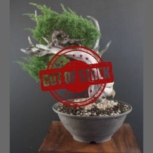 Ginepro Fenicio - innestato selezione Iura