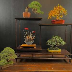 Bonsai