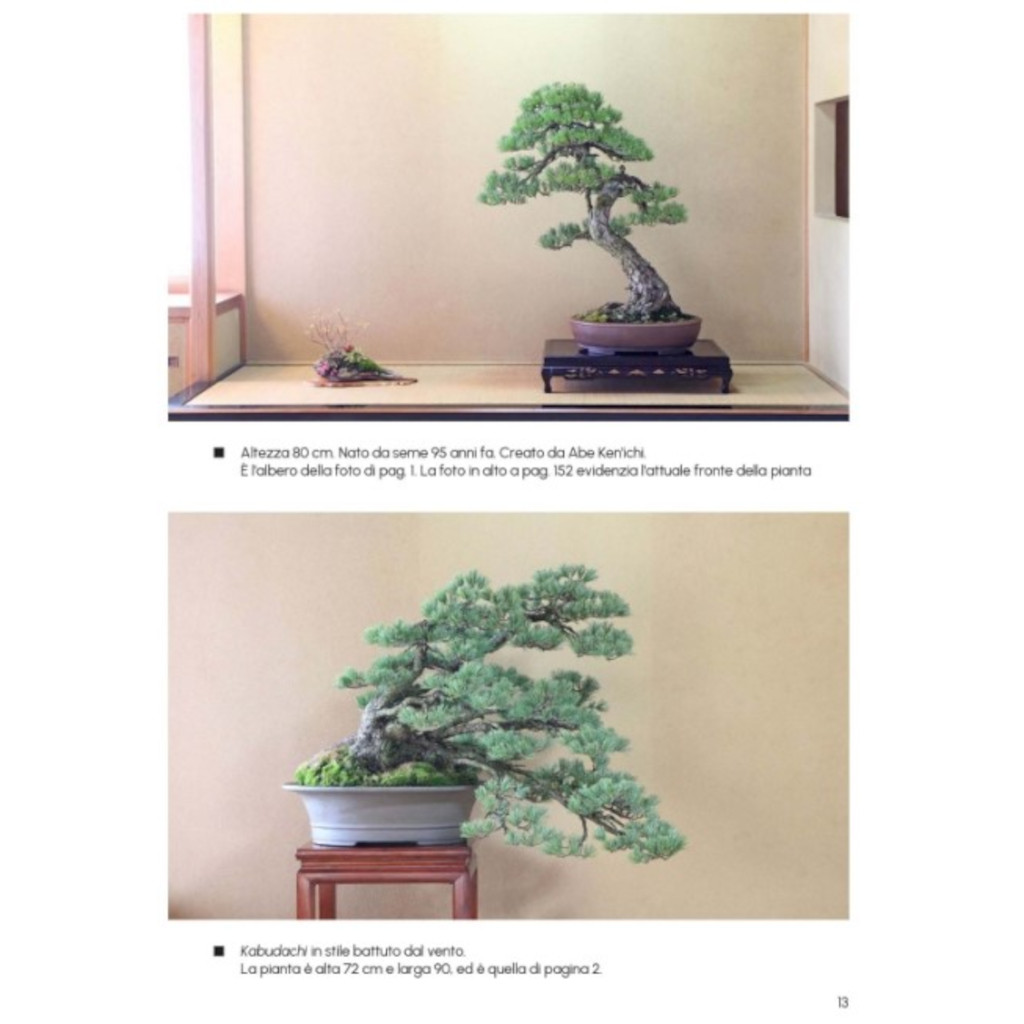 Come Creare Un Bonsai Di Pino - A. Kurakichi - immagine 4