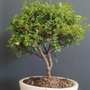 Zanthoxylum Piperitum