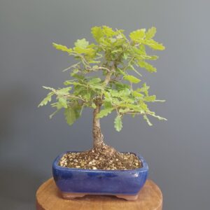 Quercus Pubescens