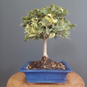 Osmanthus Heterophyllus Tricolor (h. Goshiki)