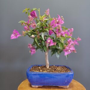 Bougainvillea In Varietà