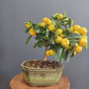 Citrus Mitis - Calamondino