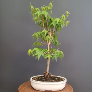 Acer Palmatum Bi Hoo