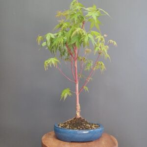 Acer Palmatum Sangokaku