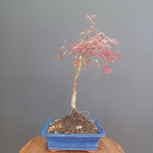 Acer Palmatum Shirazz