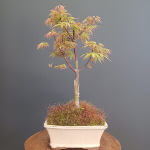 Acer Palmatum Uki-Gumo