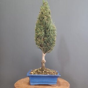 Cupressus Sempervirens Pyramidalis