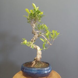 Ficus Microcarpa