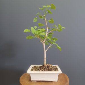 Ginkgo Biloba