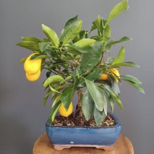 Citrus X Floridana - Limequat