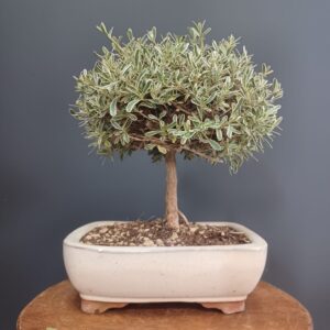 Coprosma Kirkii Variegata