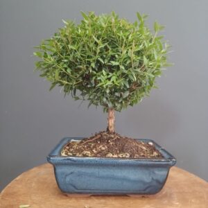 Myrthus Communis Tarentina