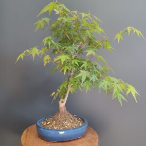 Acer Palmatum