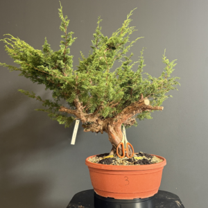 Ginepro Itoigawa Yamadori