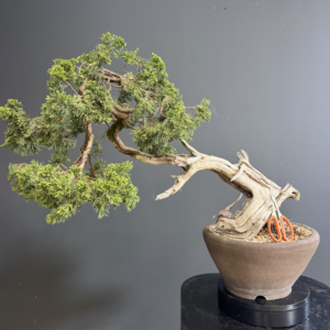 Ginepro Sabina Yamadori