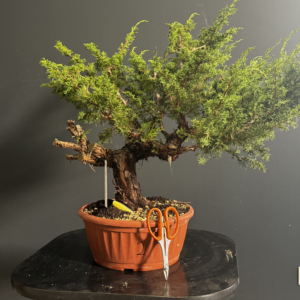 Ginepro Itoigawa Yamadori
