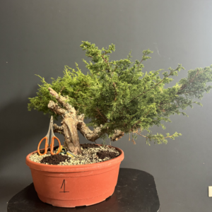 Ginepro Itoigawa Yamadori