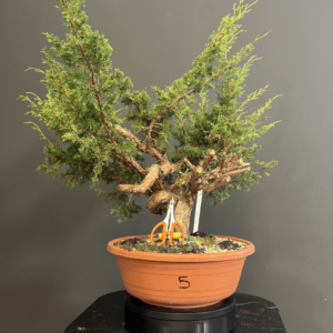 Ginepro Itoigawa Yamadori
